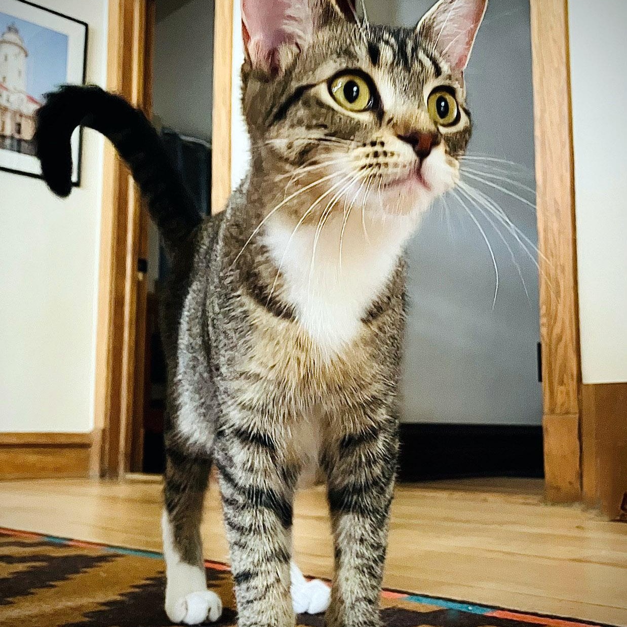 Karissa, a ADOPTABLE mixed breed in Chicago, IL image 3/6