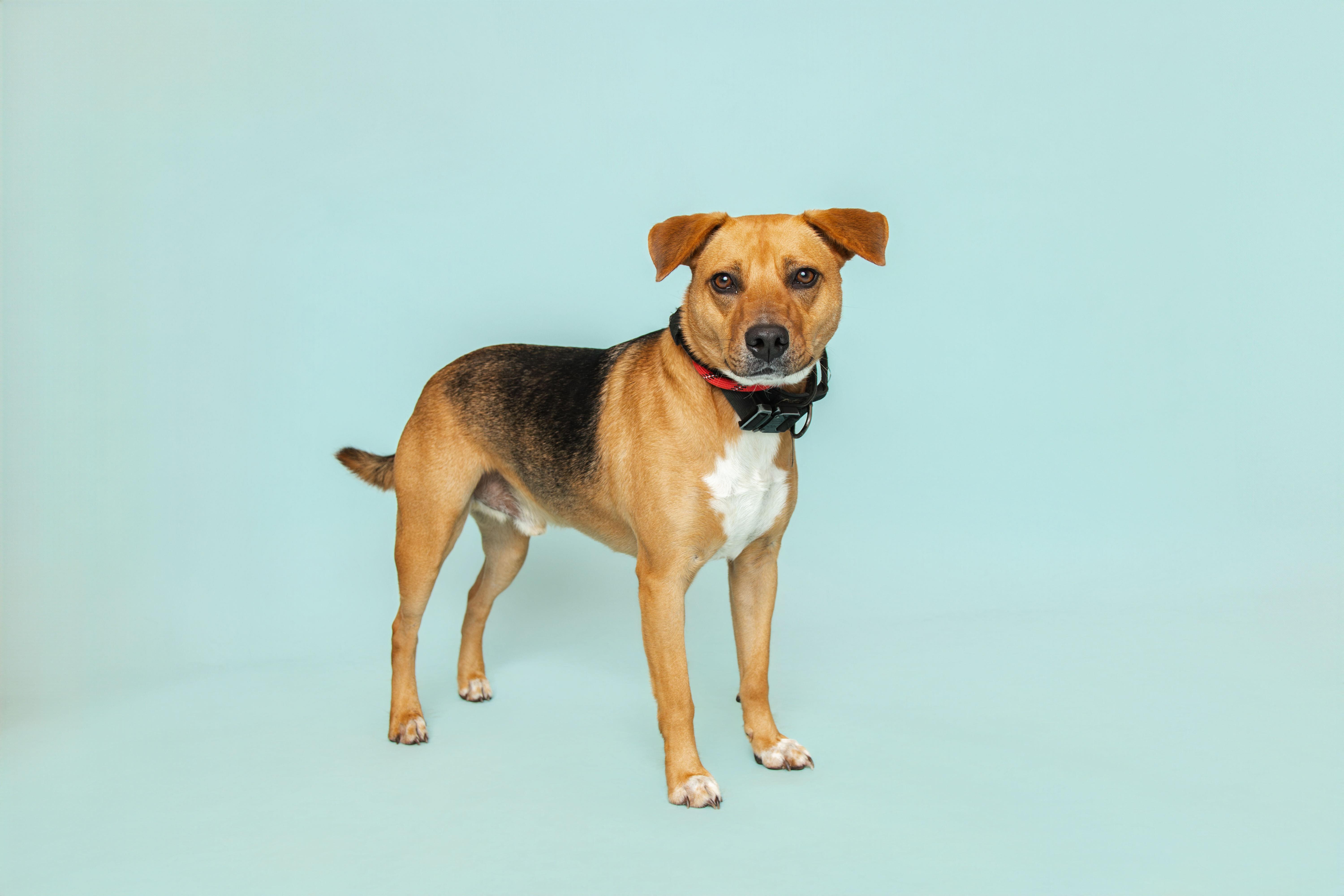 Max, Adoptable, Adult Male Beagle.