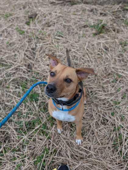 Max, Adoptable, Adult Male Pit Bull Terrier.