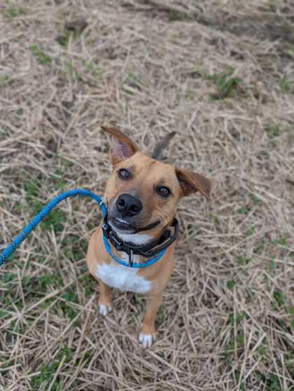 Enlarge Max, a Adoptable mixed breed in Sevierville, TN image 2/2