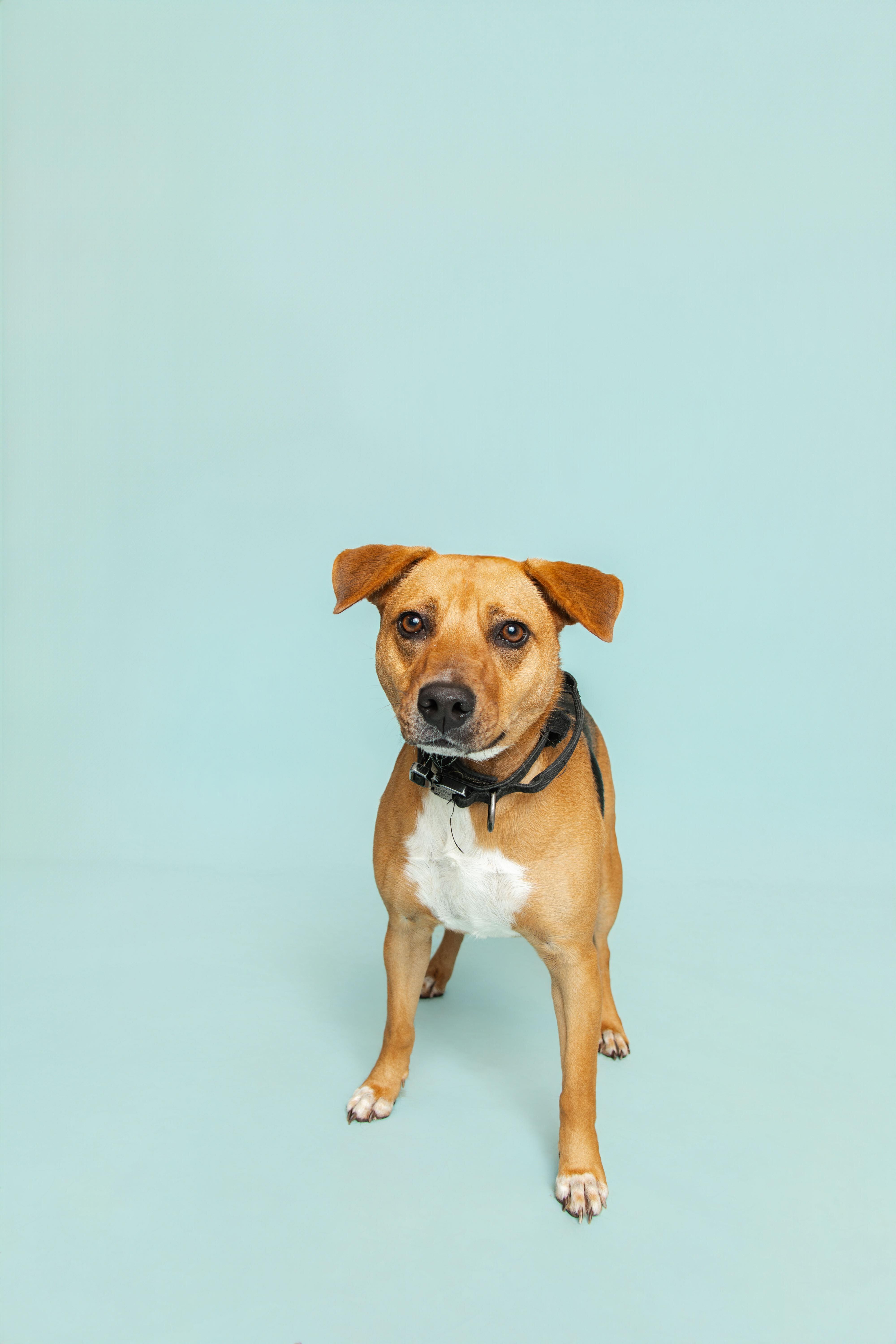 Enlarge Max, a Adoptable mixed breed in Sevierville, TN image 2/4