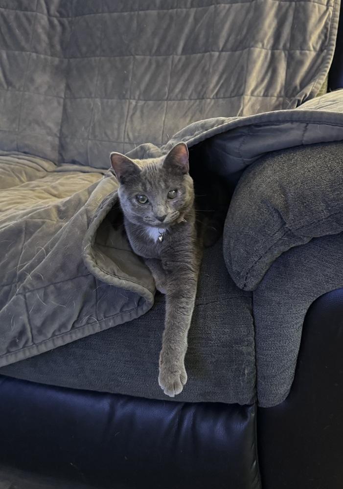 Enlarge Frenchie, a Adoptable Domestic Short Hair in Springdale, PA image 1/6