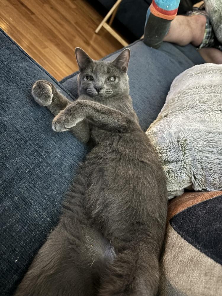 Enlarge Frenchie, a Adoptable Domestic Short Hair in Springdale, PA image 2/6