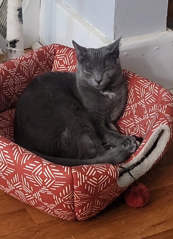 Enlarge Frenchie, a Adoptable Domestic Short Hair in Springdale, PA image 3/6