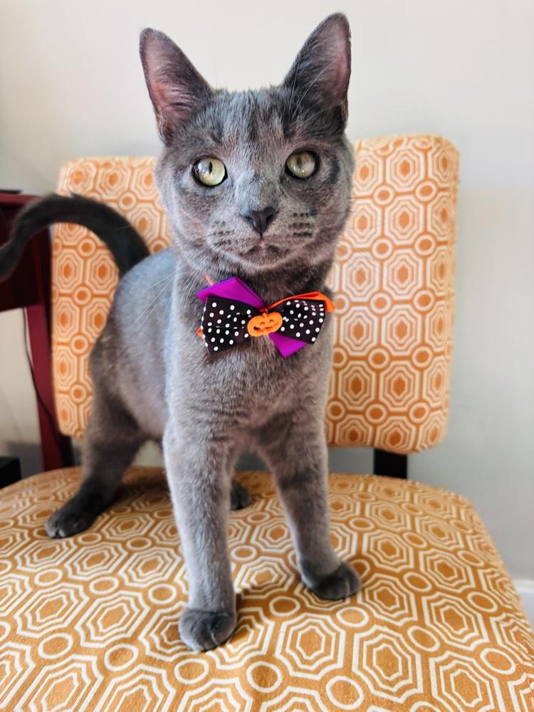 Enlarge Frenchie, a Adoptable Domestic Short Hair in Springdale, PA image 5/6