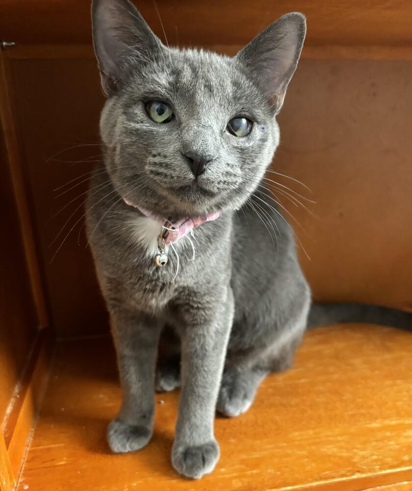 Enlarge Frenchie, a Adoptable Domestic Short Hair in Springdale, PA image 6/6