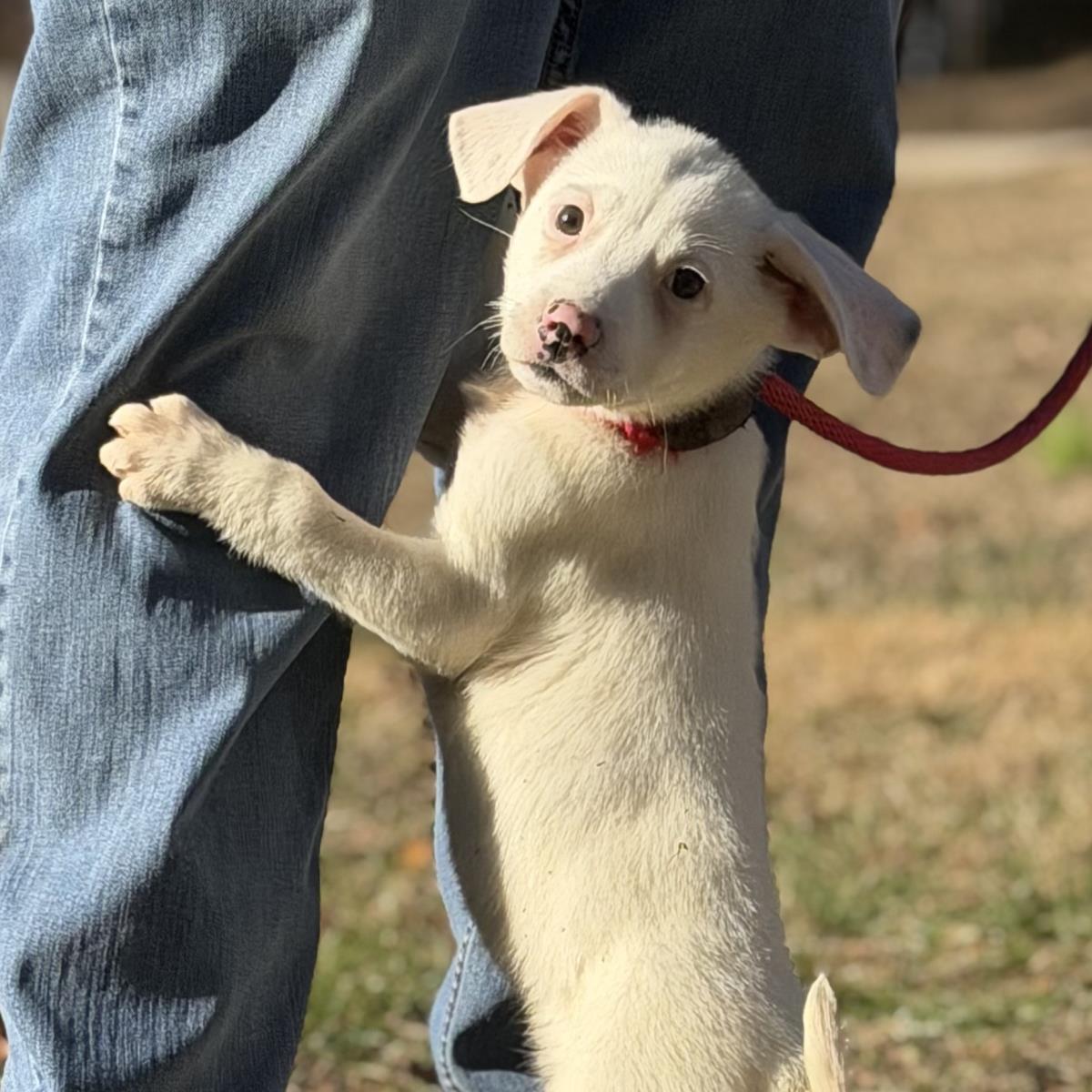 Enlarge Violet, a Adoptable Labrador Retriever in Locust Fork, AL image 1/3