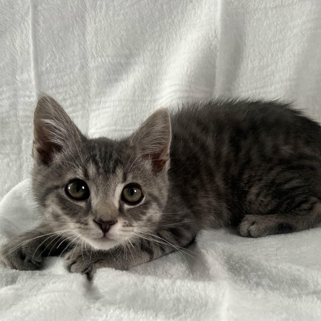 Cucumber, Adoptable, Kitten Male Domestic Short Hair.