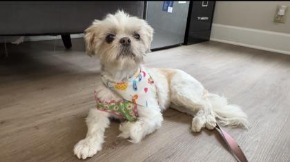 Molly Olly Bodda Butt, Adoptable, Senior Female Shih Tzu.