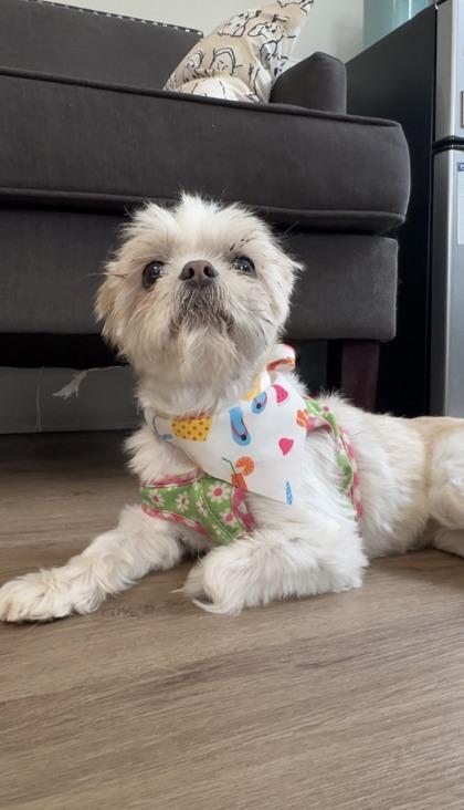 Enlarge Molly Olly Bodda Butt, a Adoptable Shih Tzu in Lawrenceville, GA image 3/3