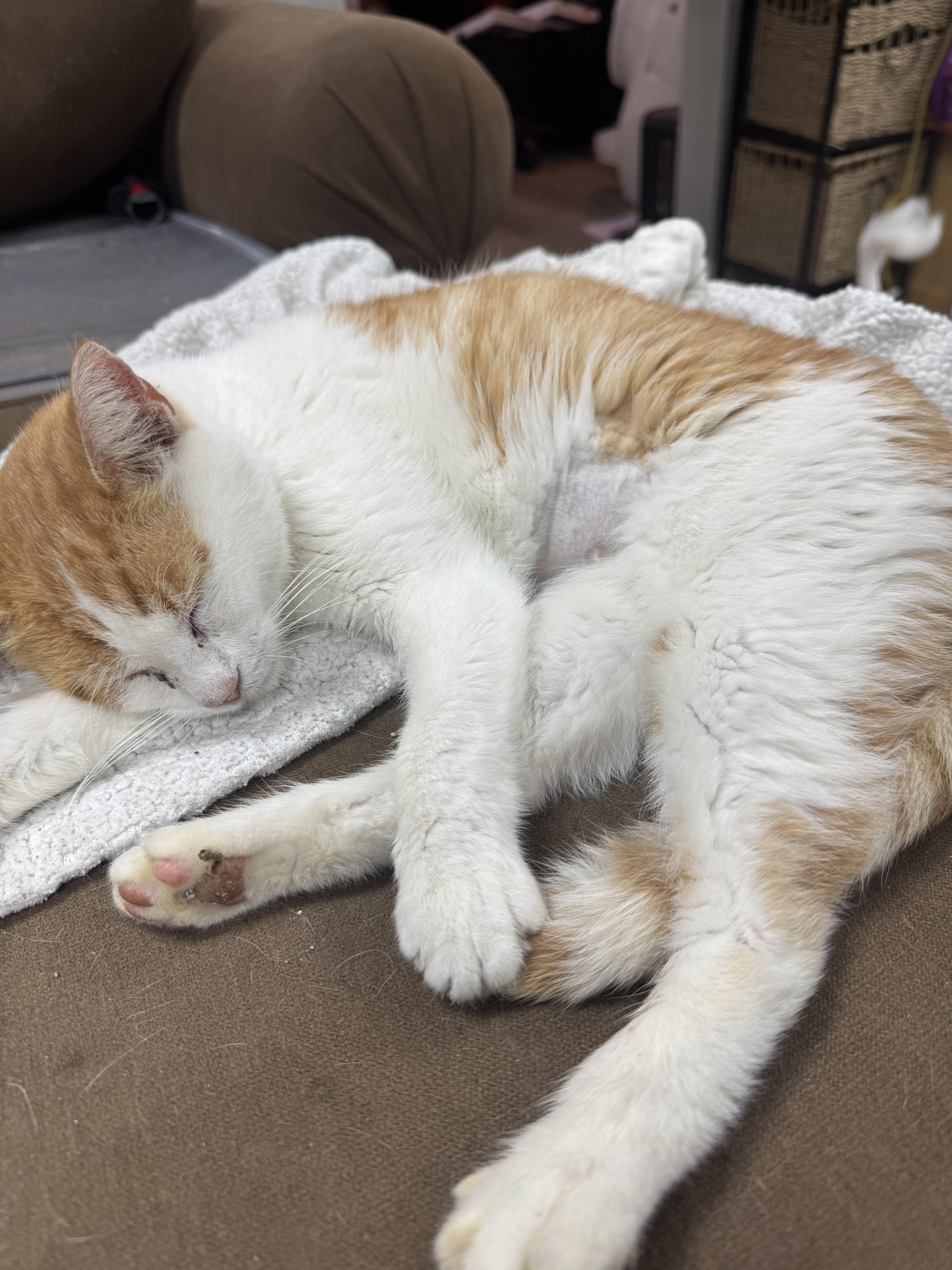 Enlarge Marmalade, a ADOPTABLE Domestic Short Hair in Springdale, AR image 1/1