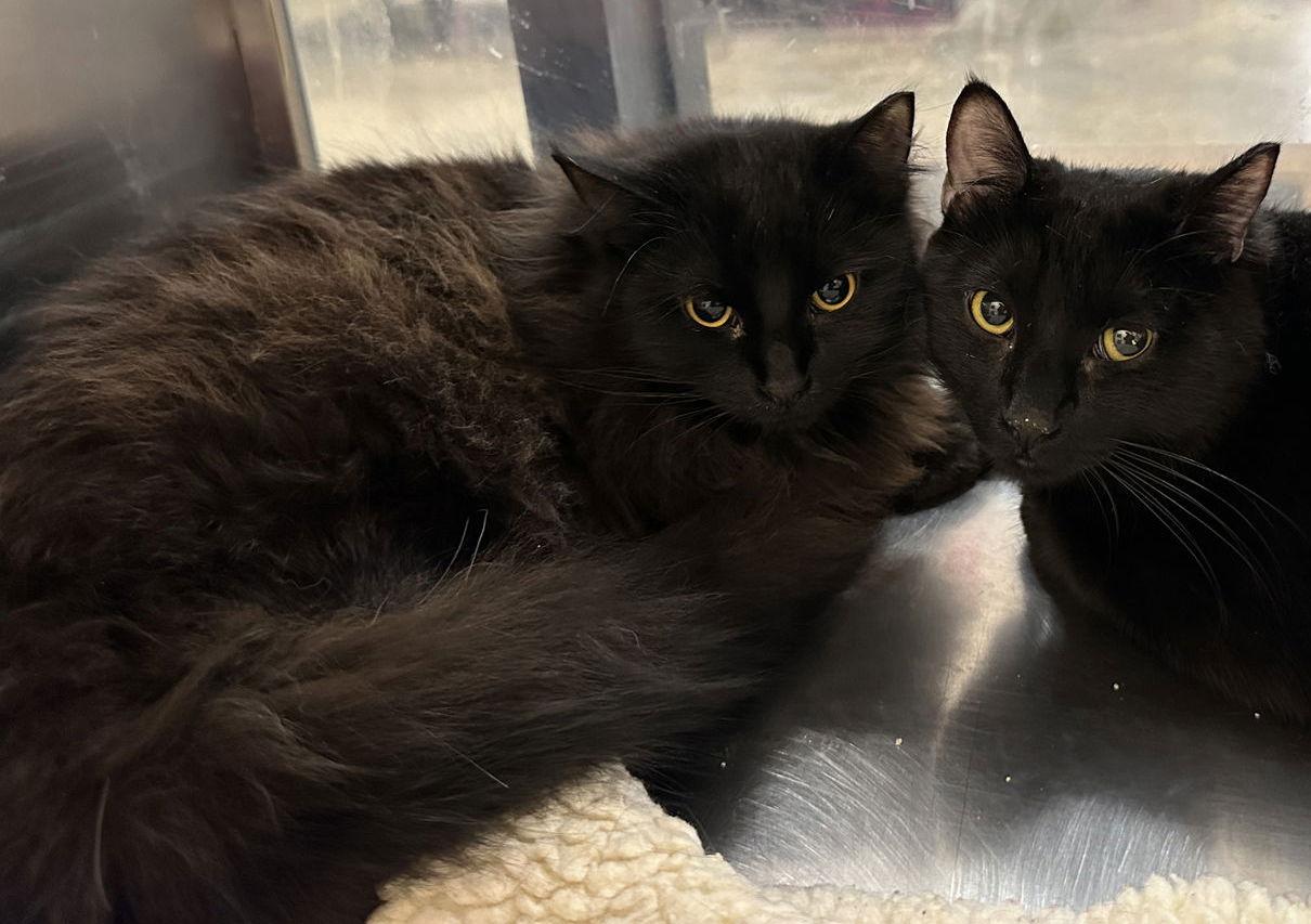 Enlarge Sable, a Adoptable Domestic Long Hair in Frisco, TX image 1/3