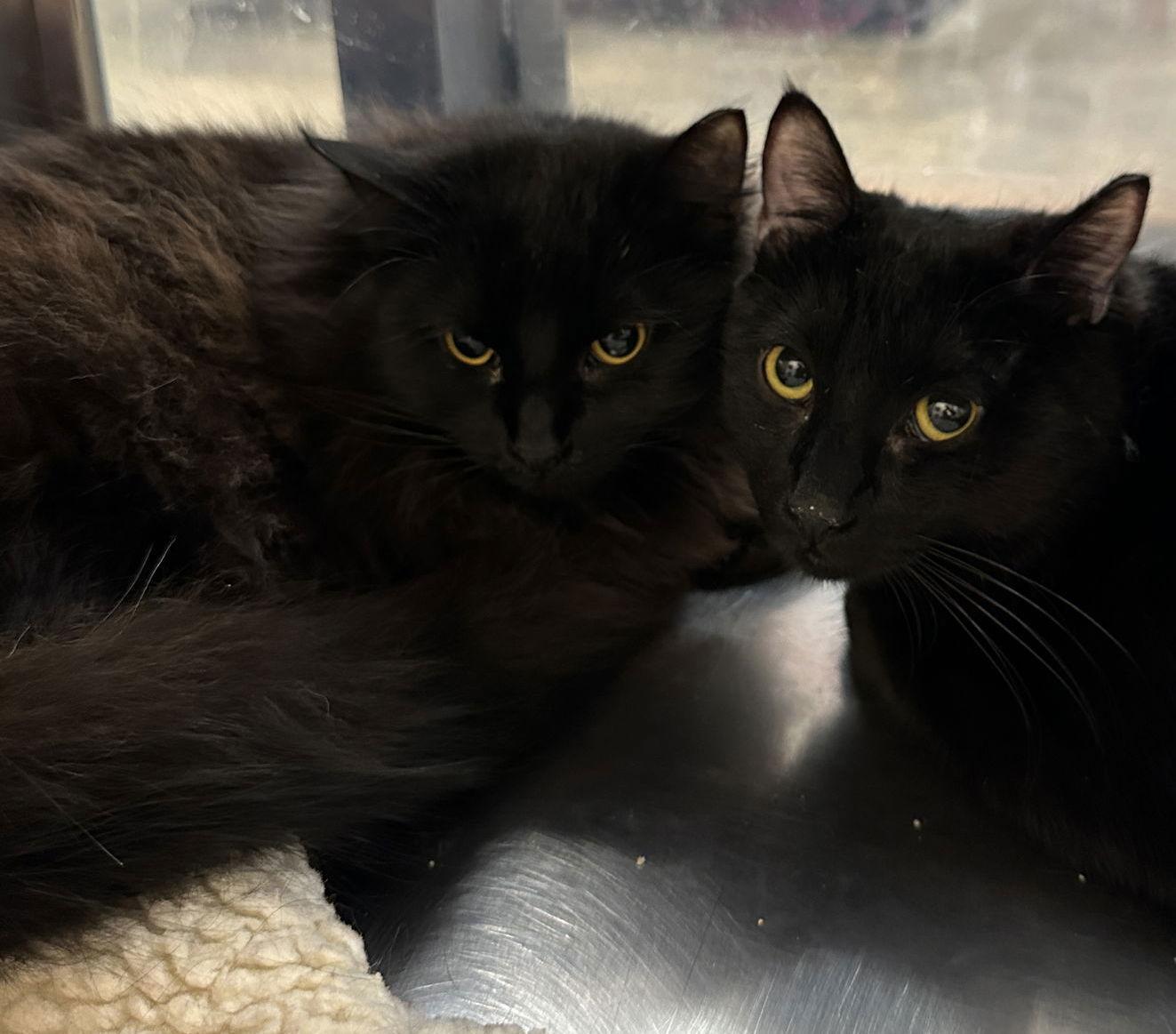 Enlarge Sable, a Adoptable Domestic Long Hair in Frisco, TX image 3/3