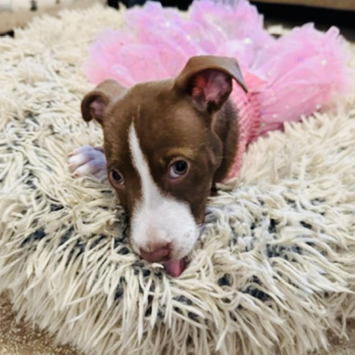 Enlarge April, an adopted mixed breed in Georgetown, TX image 4/5