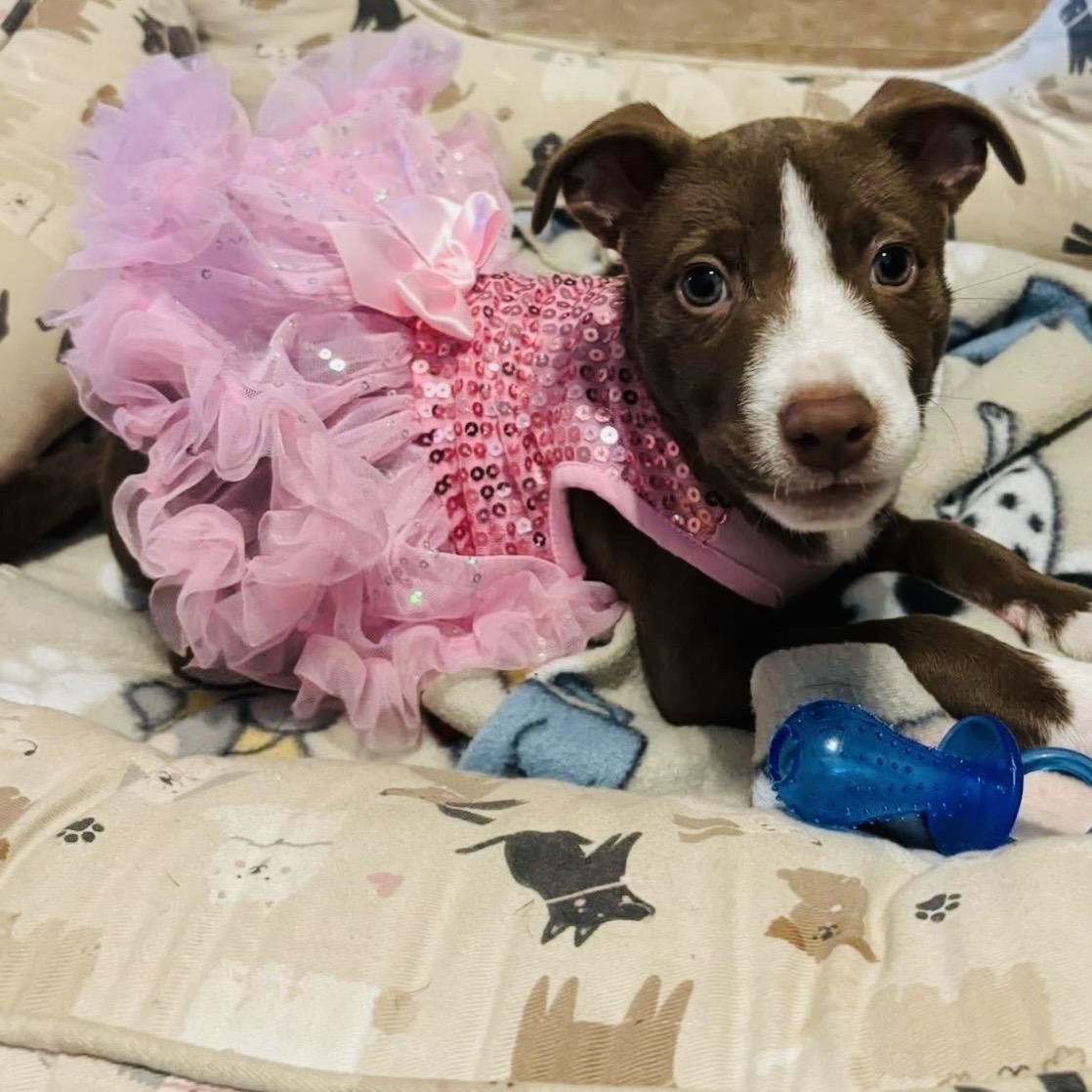 Enlarge April, an adopted mixed breed in Georgetown, TX image 5/5