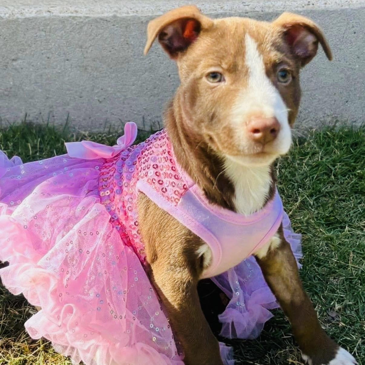 Enlarge April, an adopted mixed breed in Georgetown, TX image 3/5