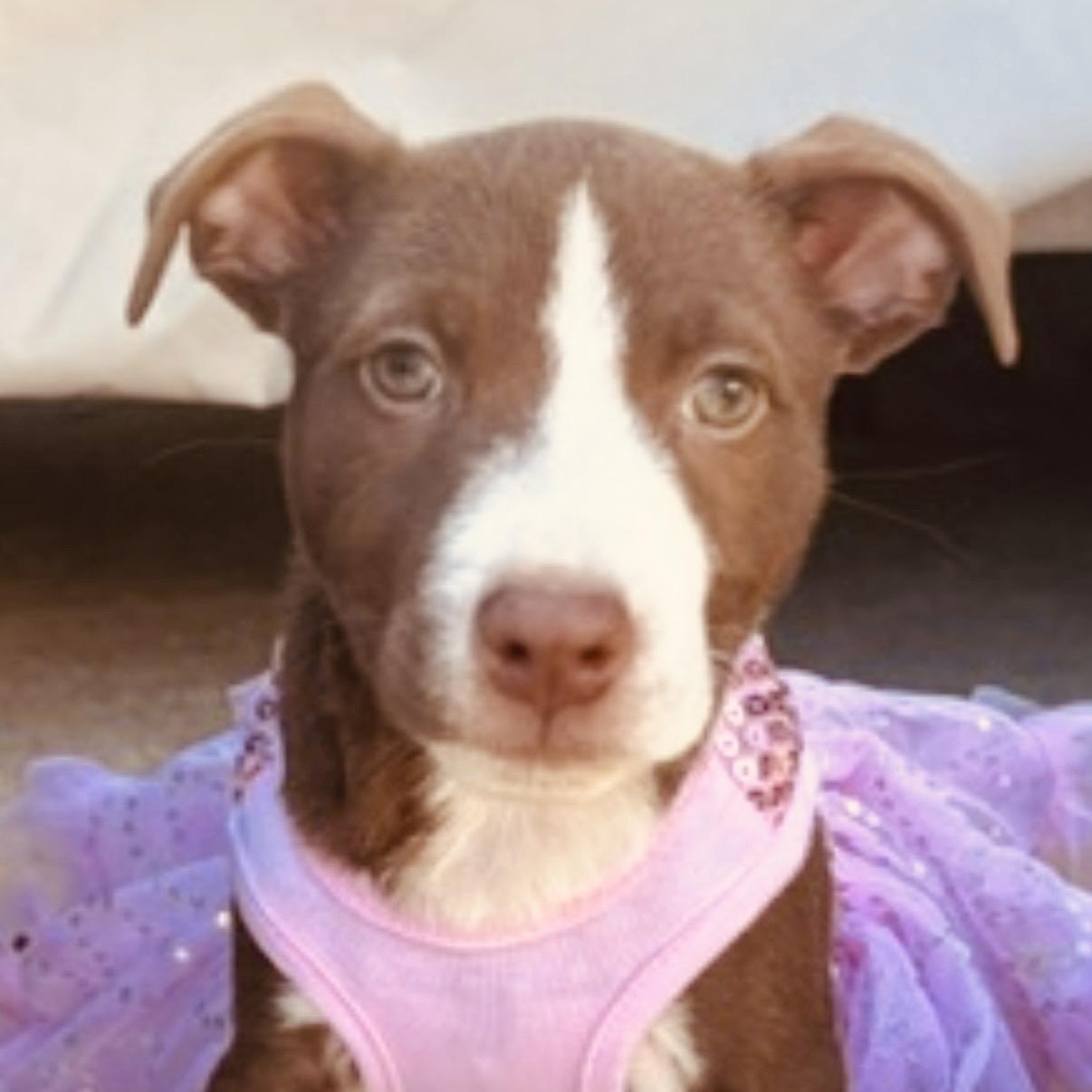 April, adopted, Puppy Female Bull Terrier.