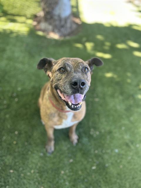 MOOSE, Adoptable, Adult Male Pit Bull Terrier & Boxer.