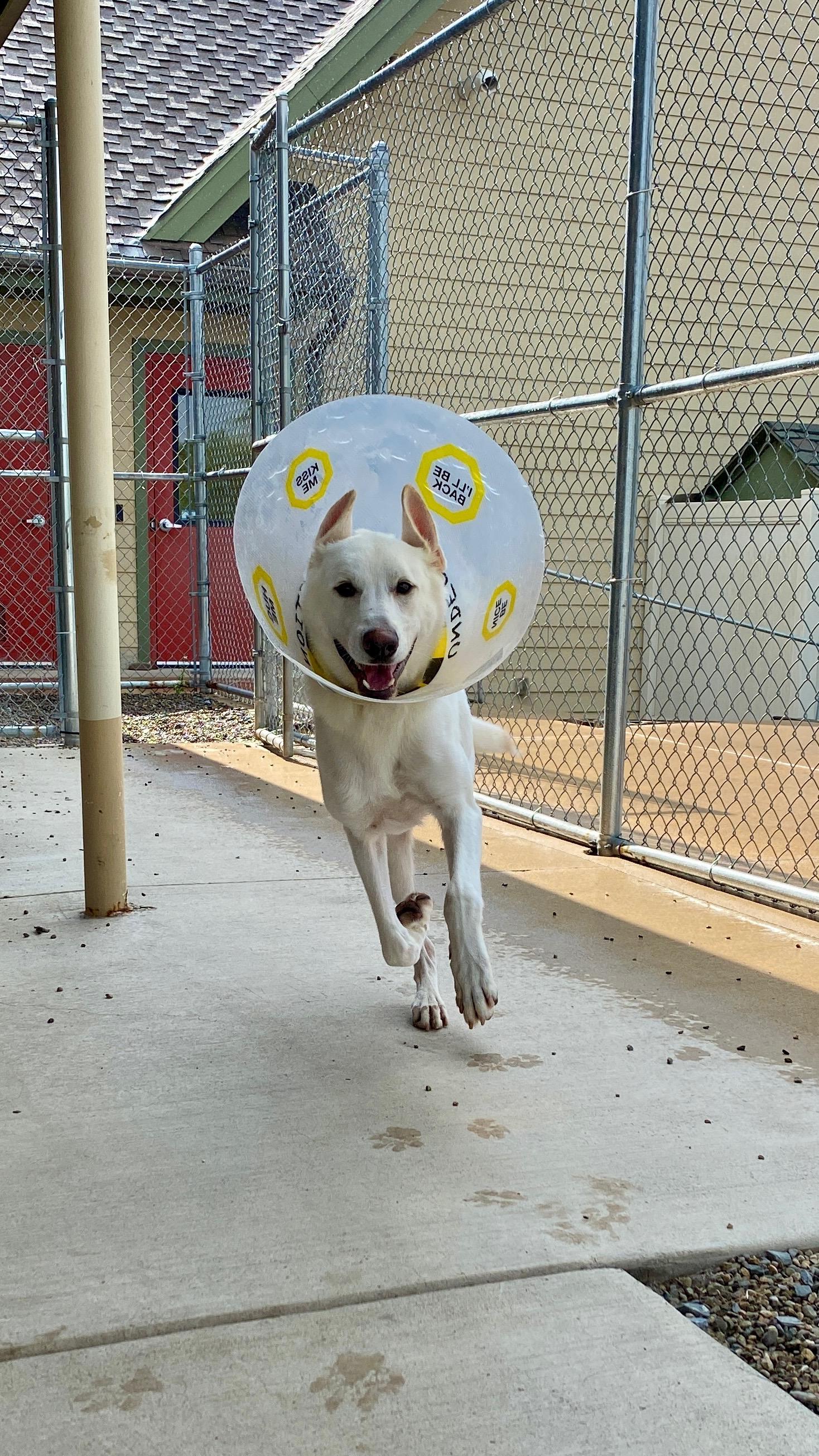 Halo, Adopted, Young Male German Shepherd Dog.