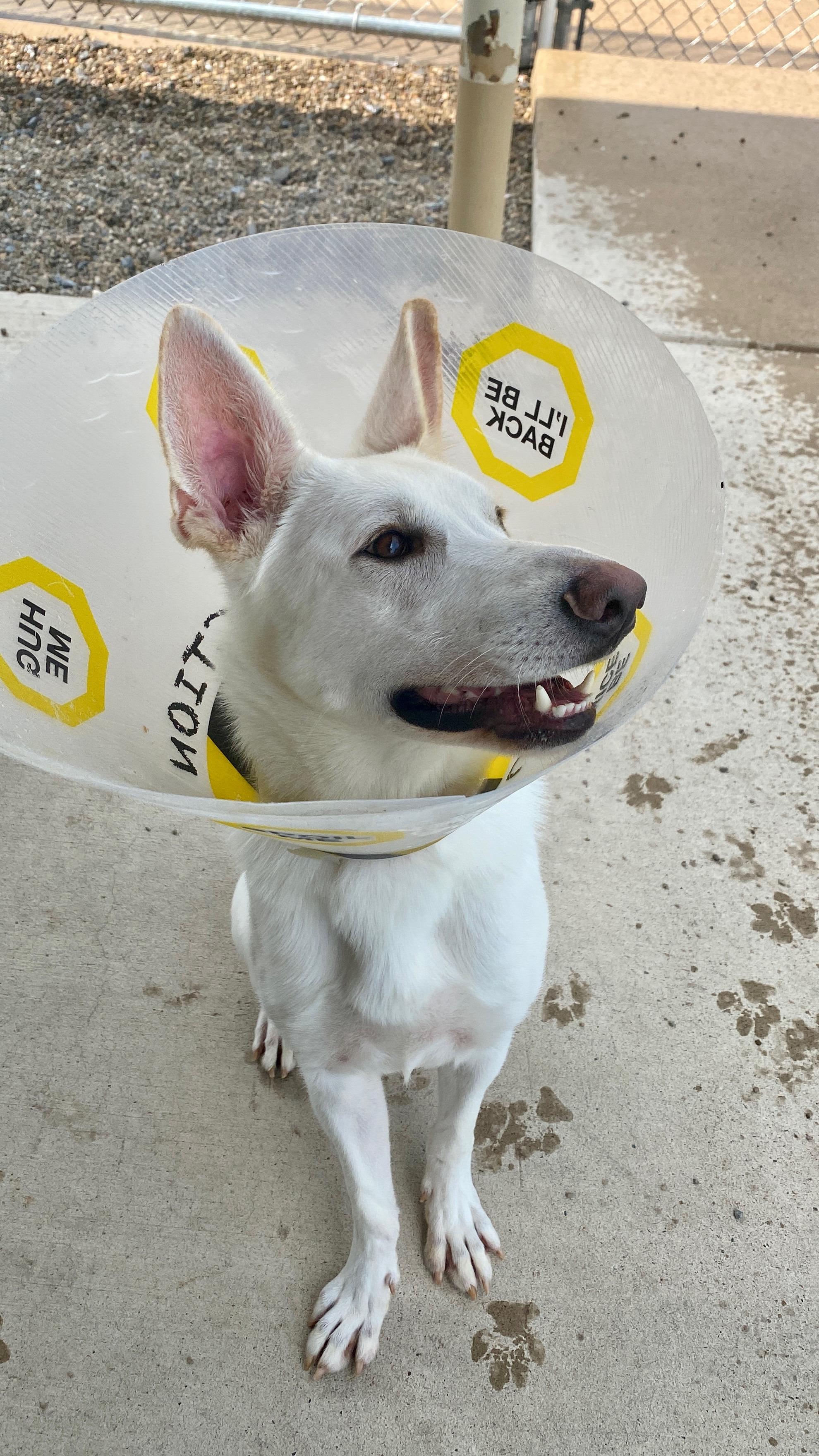 Enlarge Halo, a Adopted German Shepherd Dog in Sunbury, PA image 2/3