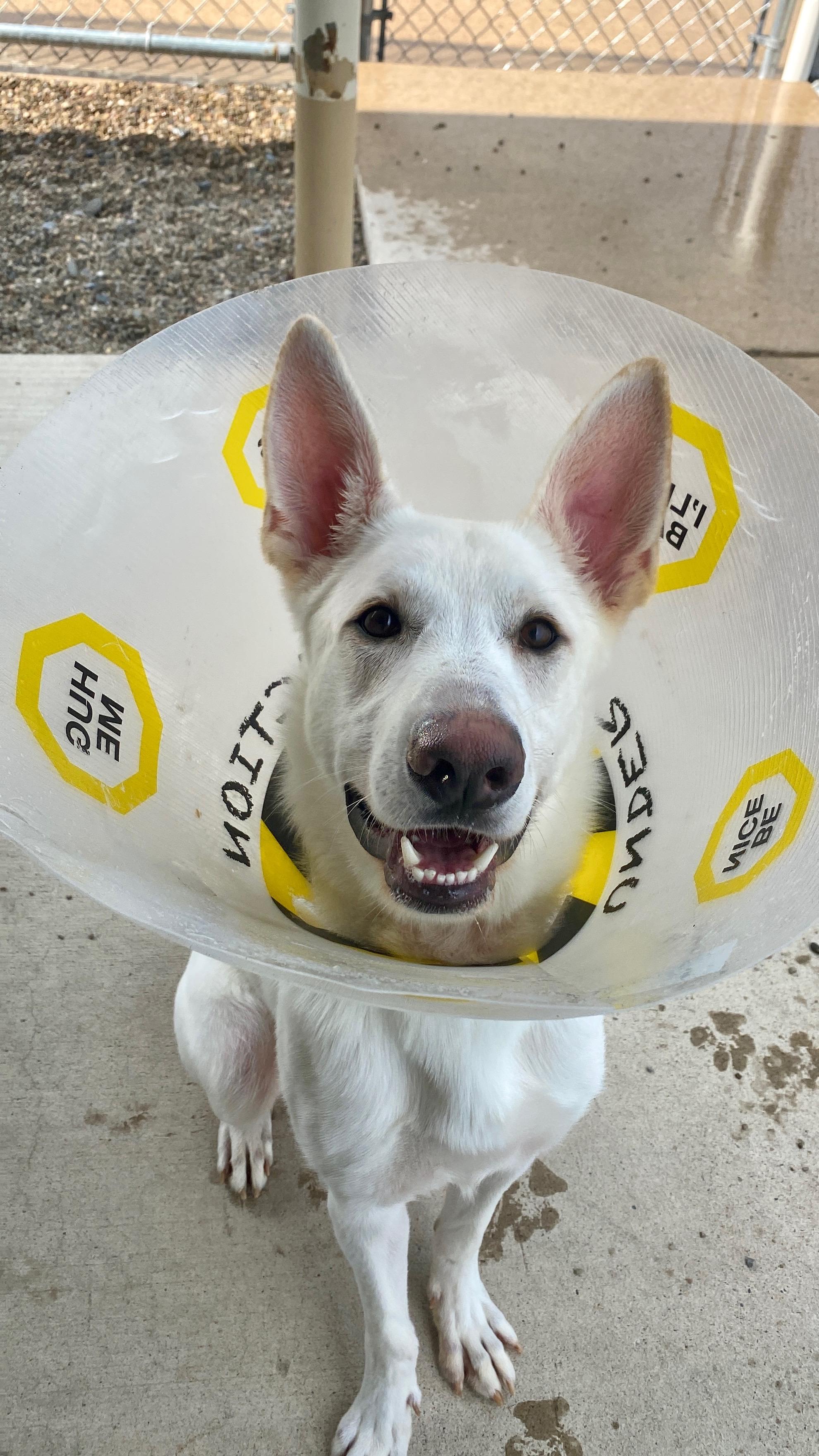 Enlarge Halo, a Adopted German Shepherd Dog in Sunbury, PA image 3/3