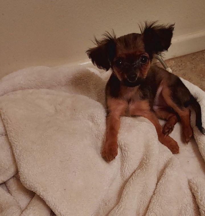 Lola Lee, Adopted, Young Female Chihuahua.