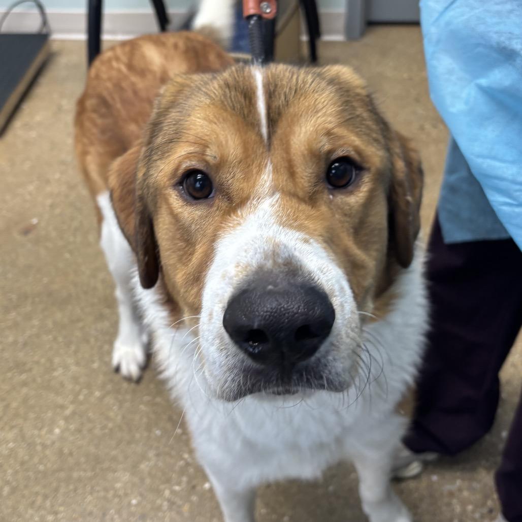 Yoshi, Adoptable, Adult Male Mixed Breed.