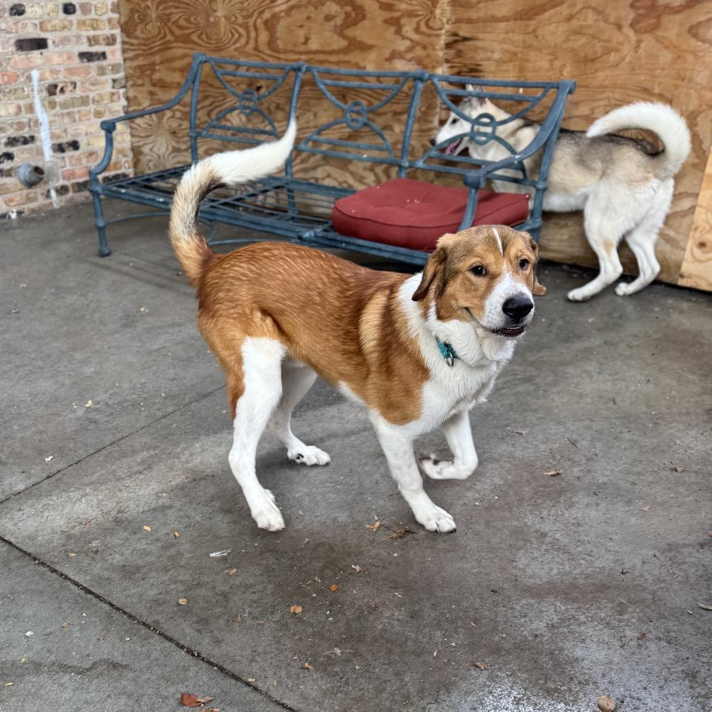 Enlarge Yoshi, a Adoptable Mixed Breed in Skokie, IL image 5/5