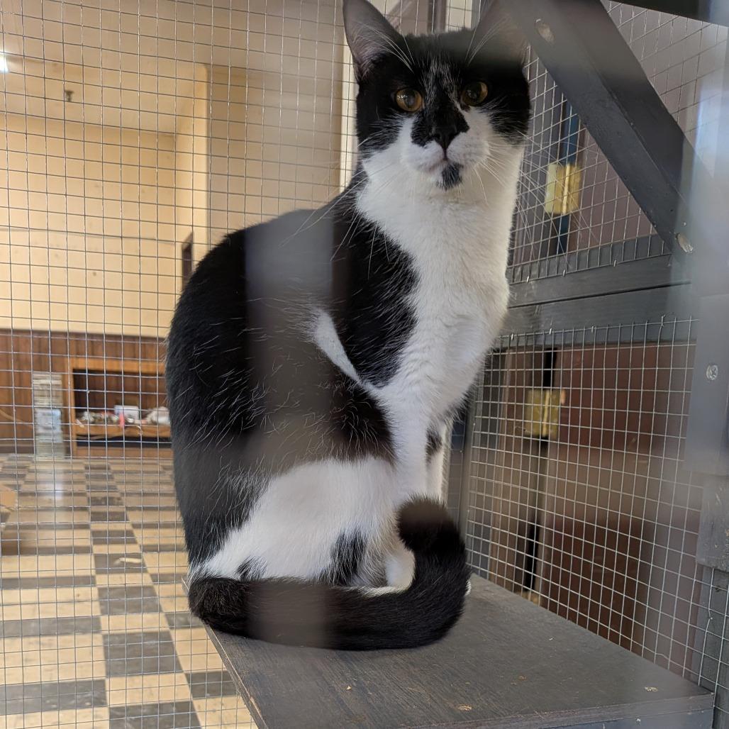 Milkshake - SPECIAL NEEDS - FELUK+, Adoptable, Adult Male Domestic Short Hair.