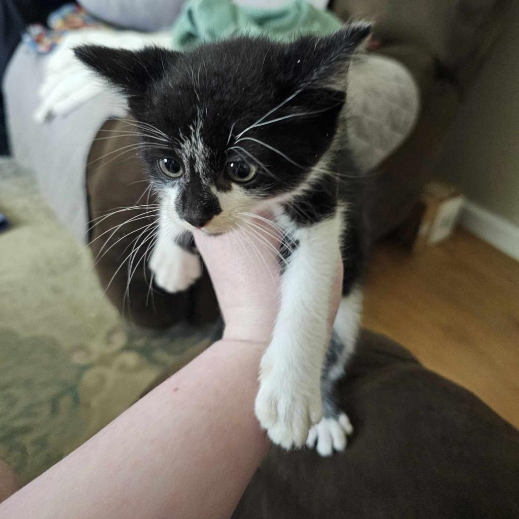 Enlarge Milkshake - SPECIAL NEEDS - FELUK+, a Adoptable Domestic Short Hair in Union, MO image 2/2