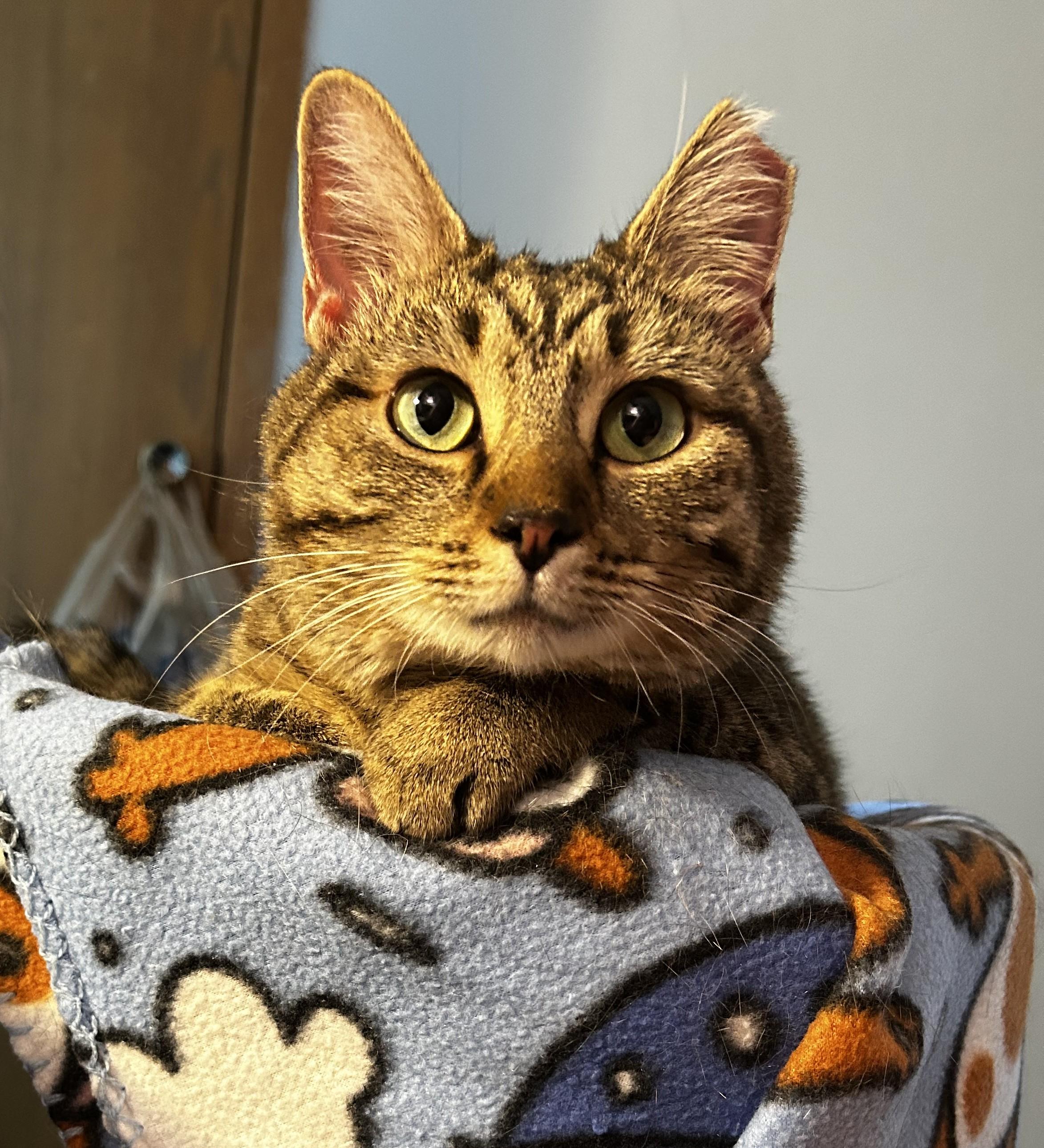 Celine Dion, a Adoptable Tabby in Columbus, OH image 1/6