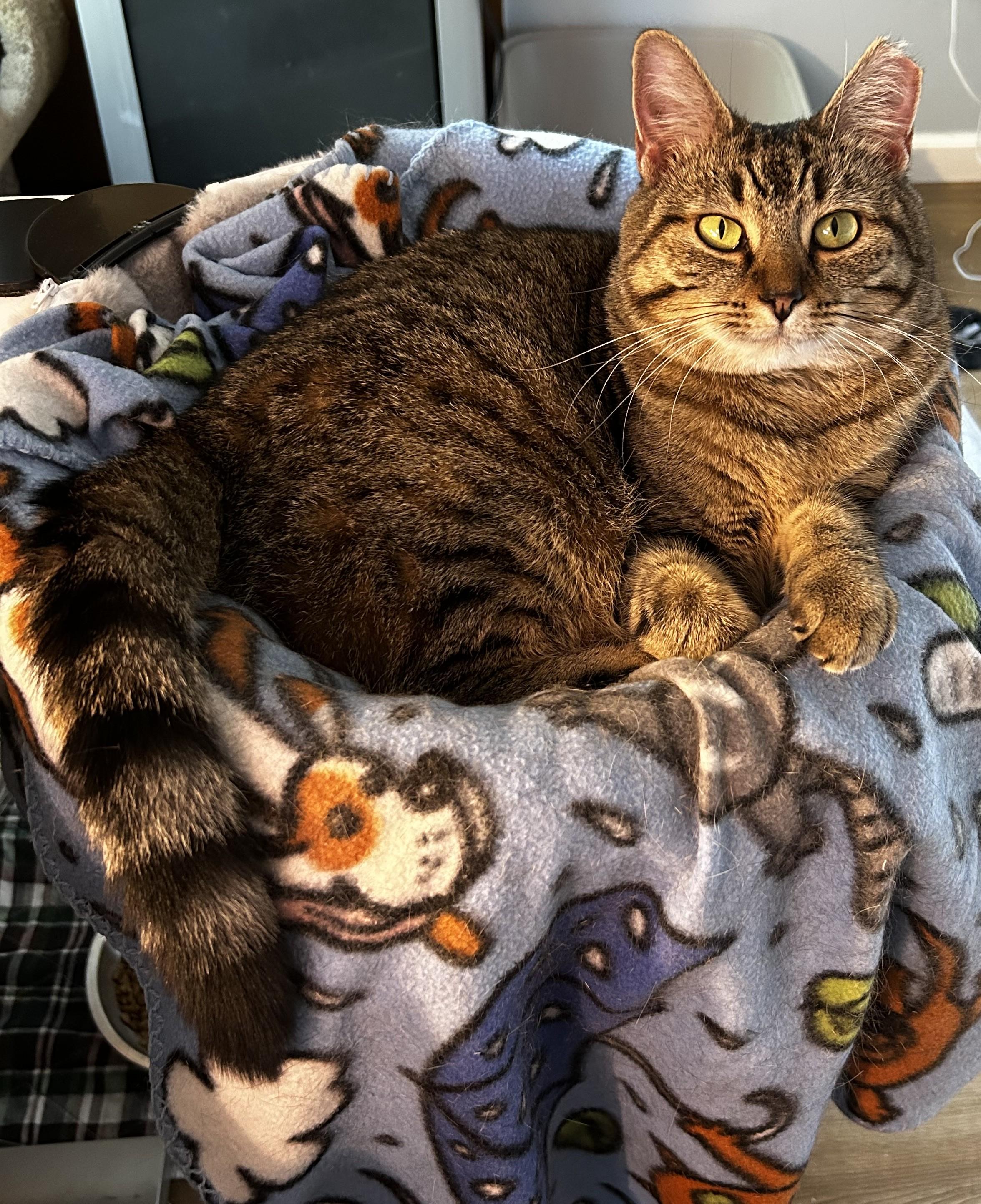 Celine Dion, a Adoptable Tabby in Columbus, OH image 6/6