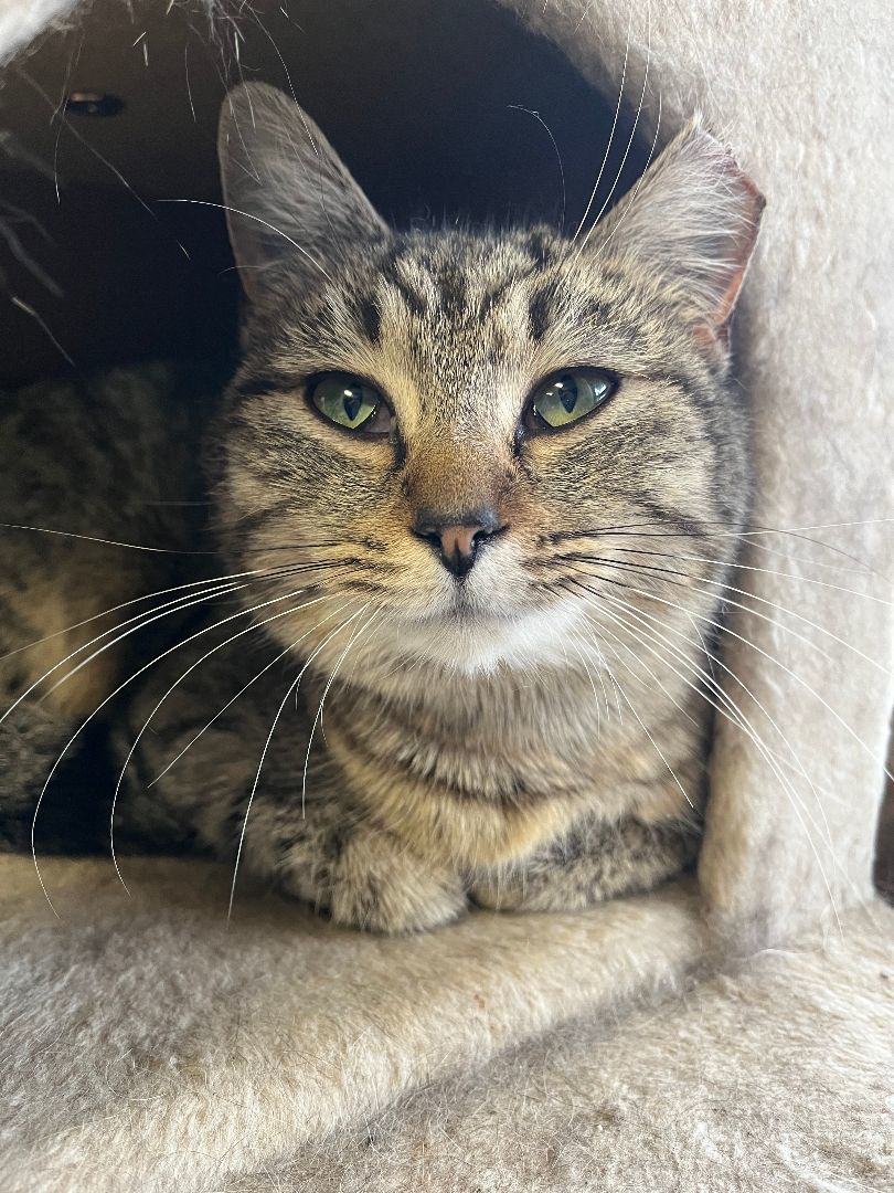 Celine Dion, a Adoptable Tabby in Columbus, OH image 2/6