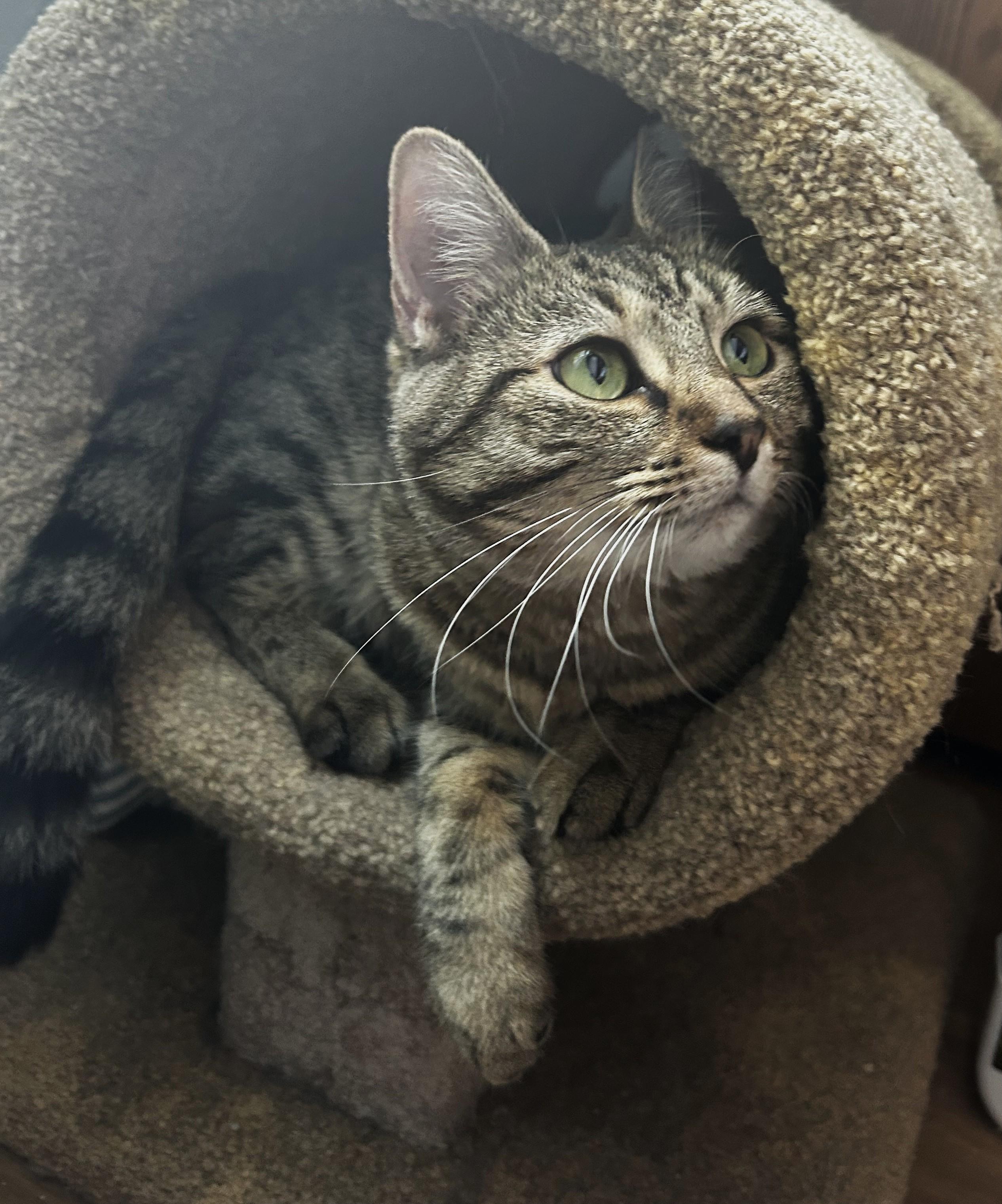 Celine Dion, a Adoptable Tabby in Columbus, OH image 5/6