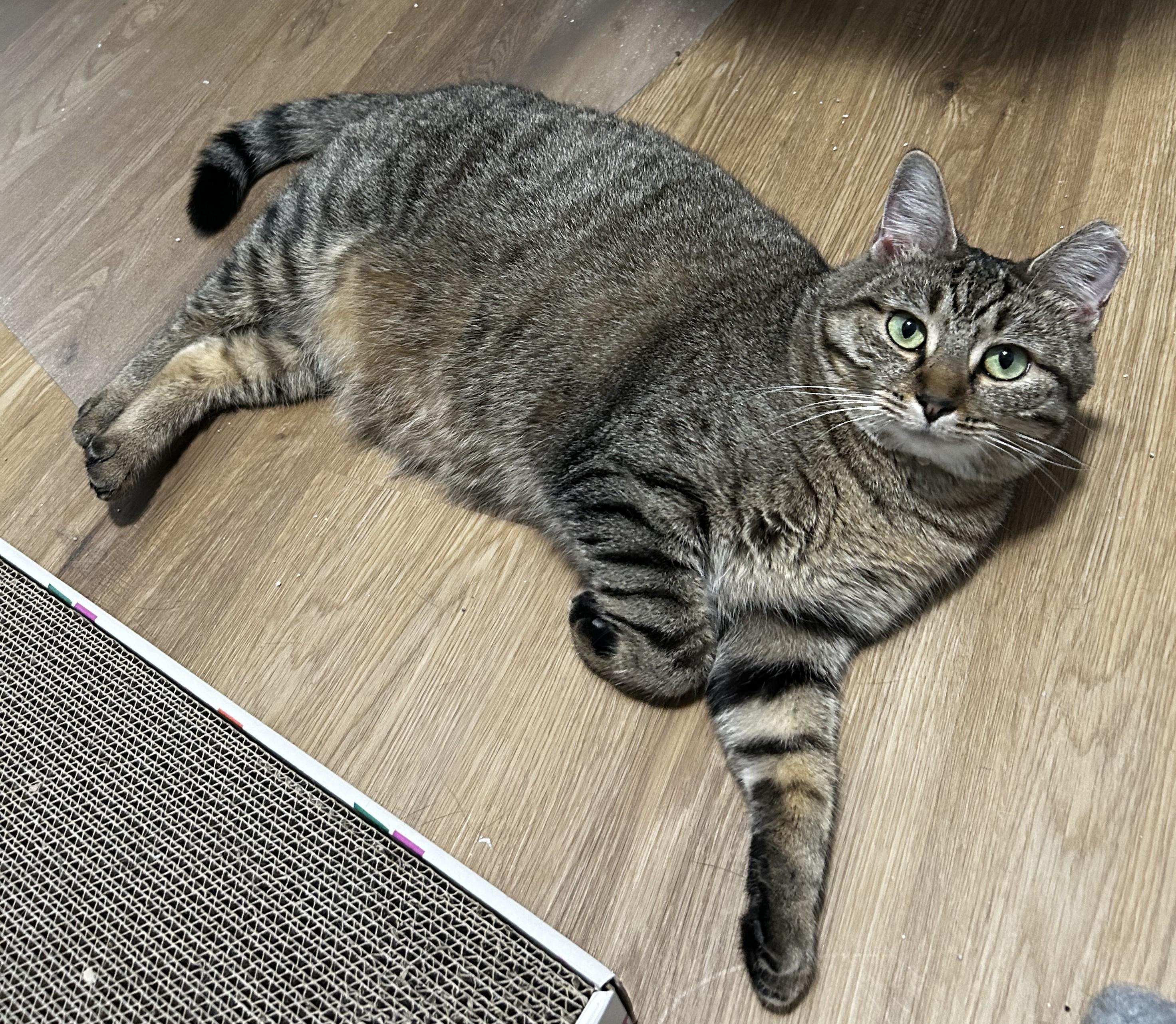 Celine Dion, a Adoptable Tabby in Columbus, OH image 4/6