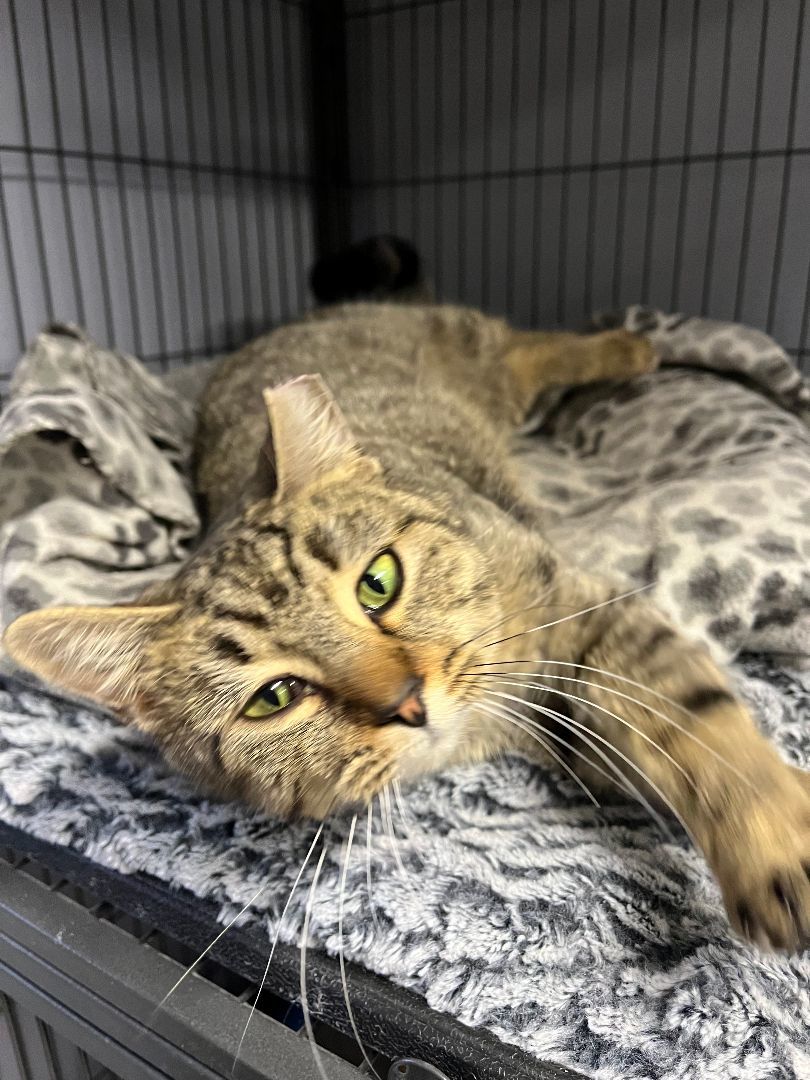 Celine Dion, a Adoptable Tabby in Columbus, OH image 3/6