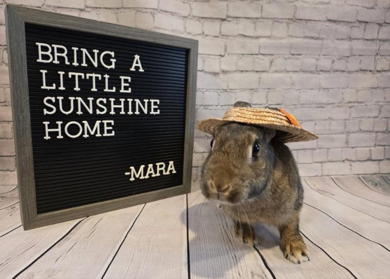 Mara, Adoptable, Adult Female American.