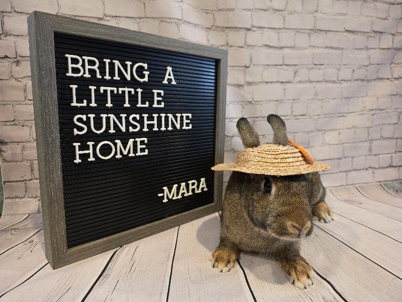 Enlarge Mara, a Adoptable American in Columbus, OH image 2/3