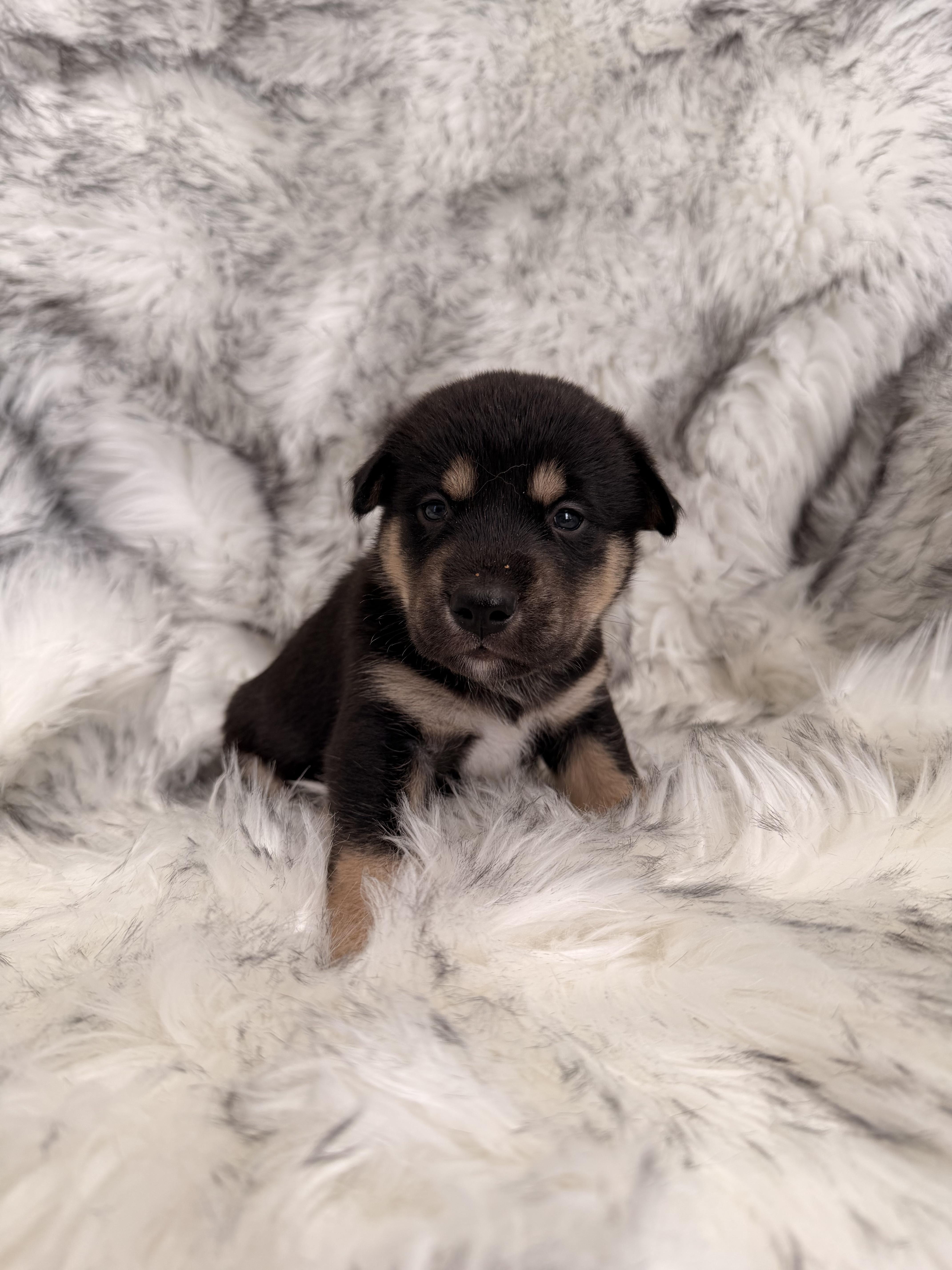 Enlarge Journey, a Adoptable mixed breed in polkton, NC image 2/2