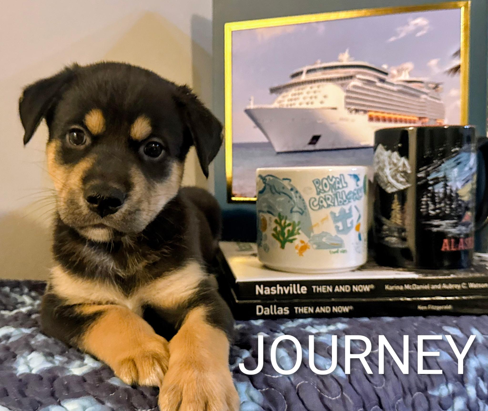 Journey, Adoptable, Puppy Male Siberian Husky.