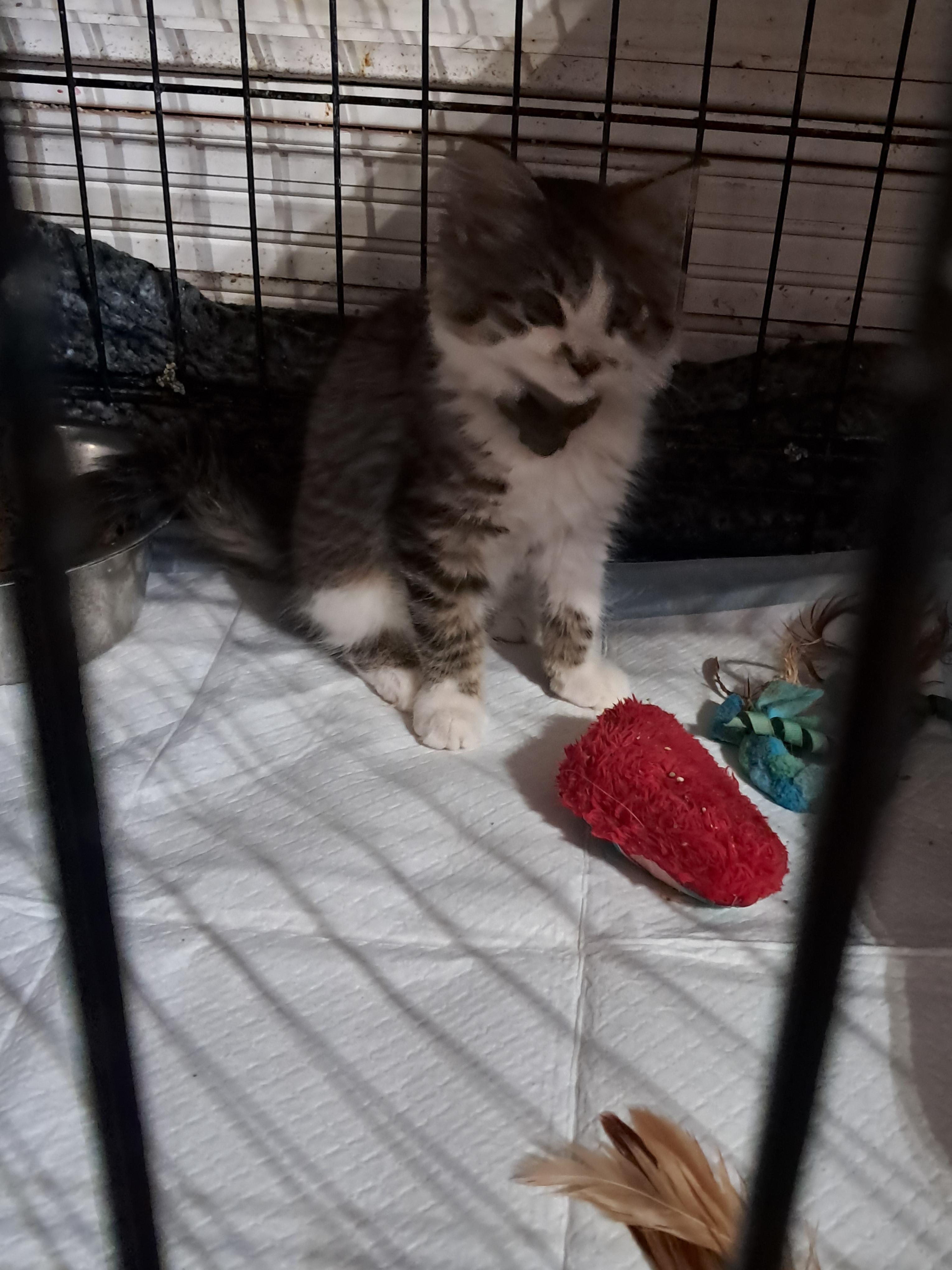 Angel, Adopted, Young Female Domestic Long Hair.