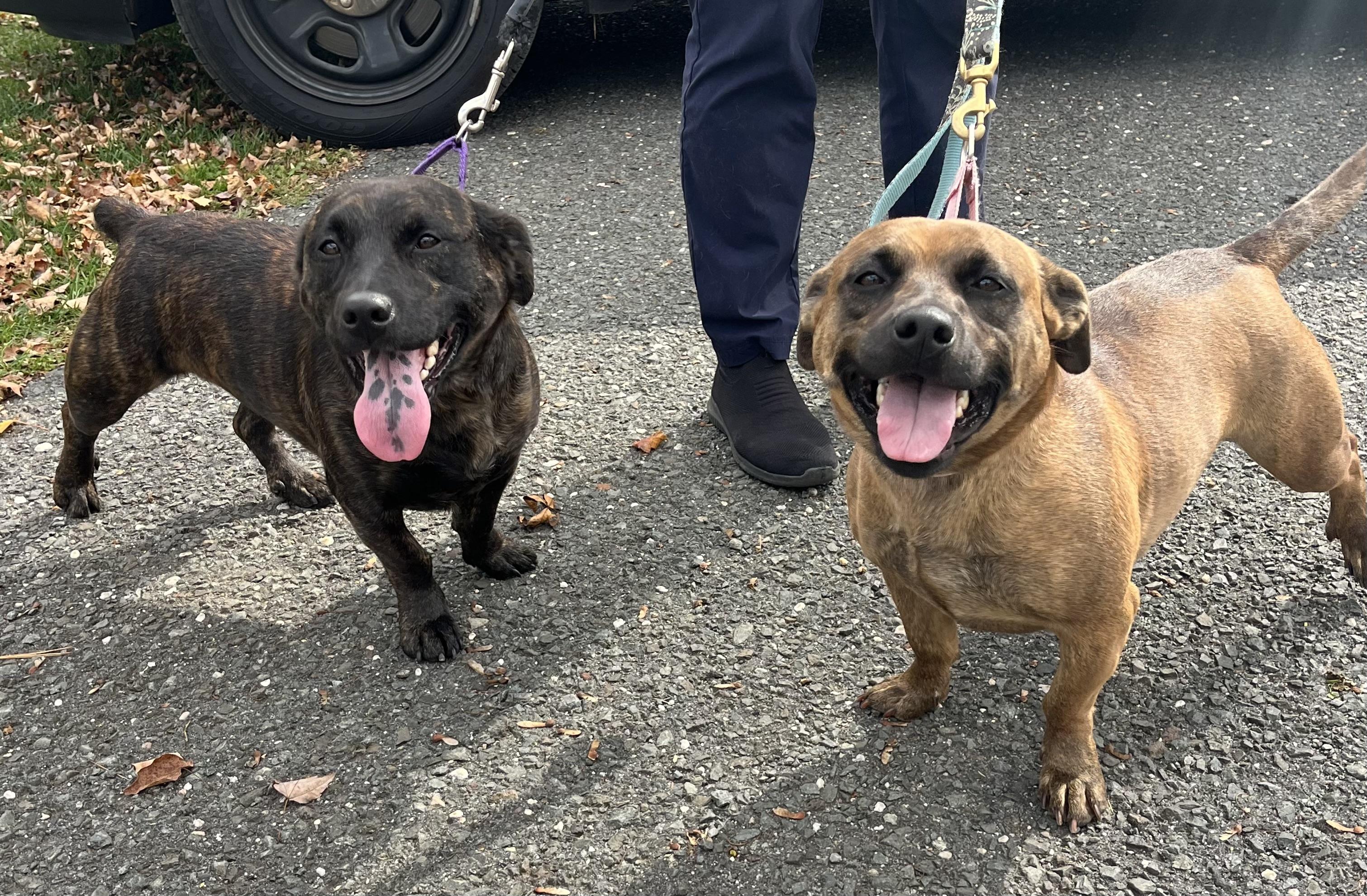 Bear & Puff, Adoptable, Adult Female Terrier.