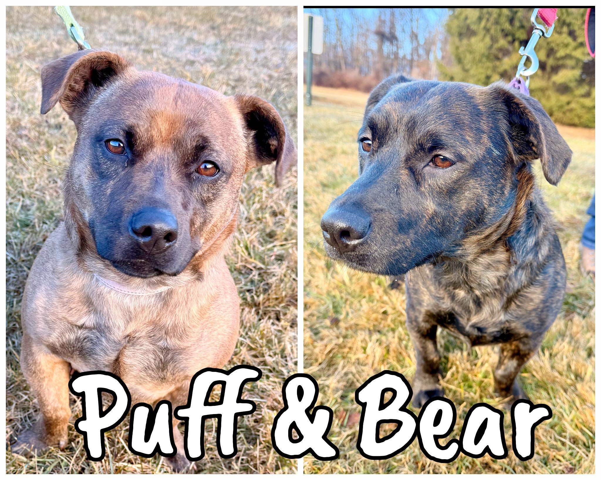 Enlarge Bear & Puff, a Adoptable mixed breed in Mendham, NJ image 4/4