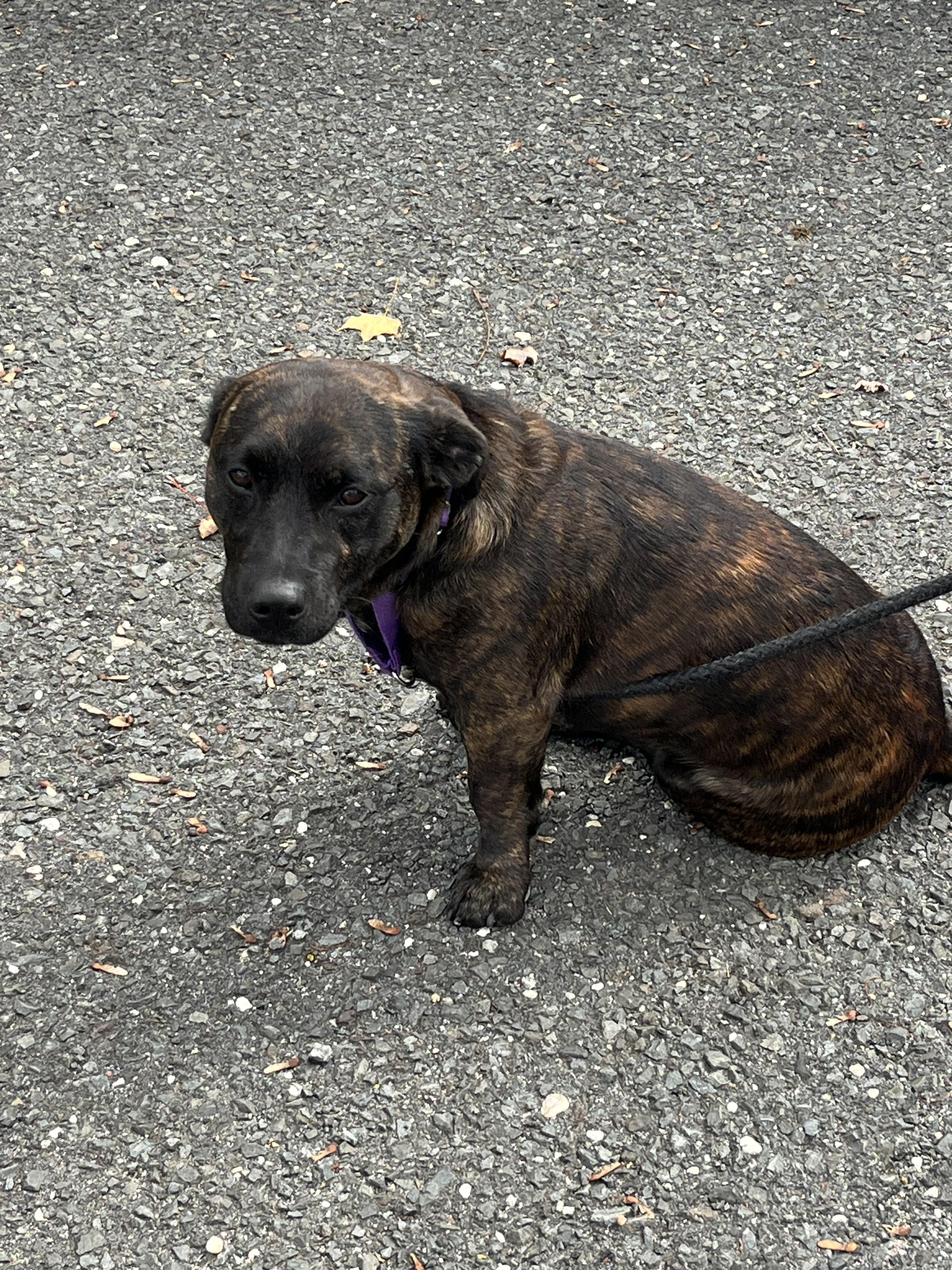 Enlarge Bear & Puff, a Adoptable mixed breed in Mendham, NJ image 2/3