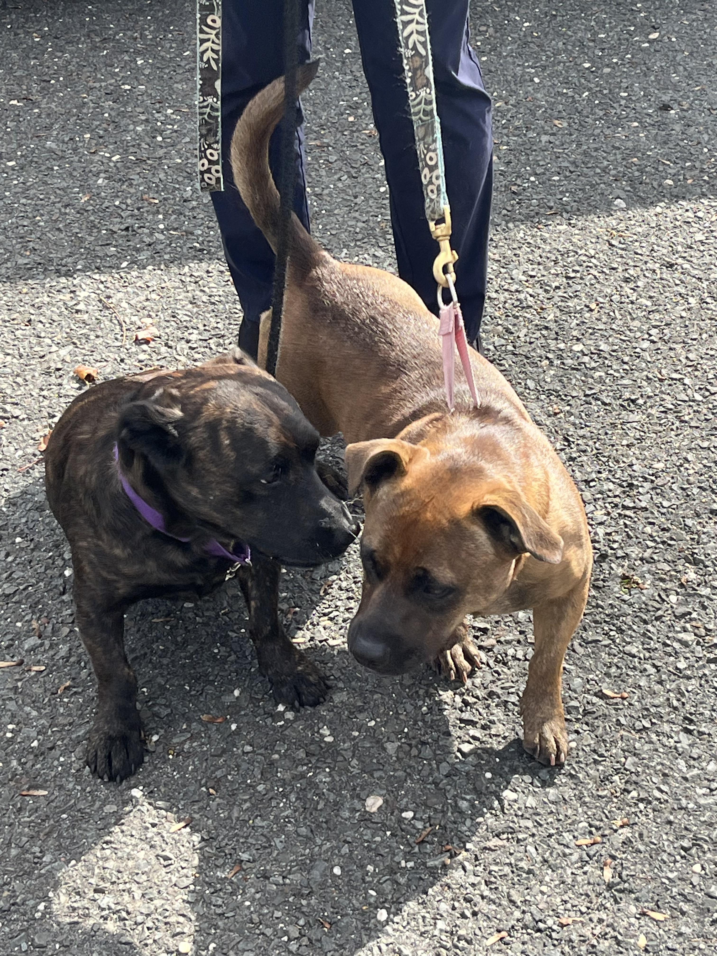 Enlarge Bear & Puff, a Adoptable mixed breed in Mendham, NJ image 3/3