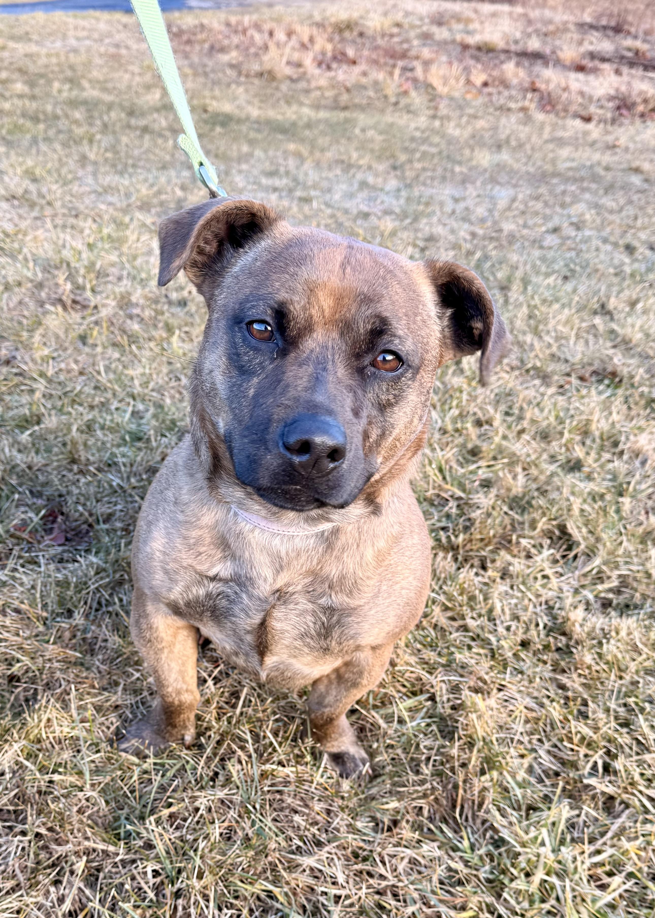 Enlarge Bear & Puff, a Adoptable mixed breed in Mendham, NJ image 2/4