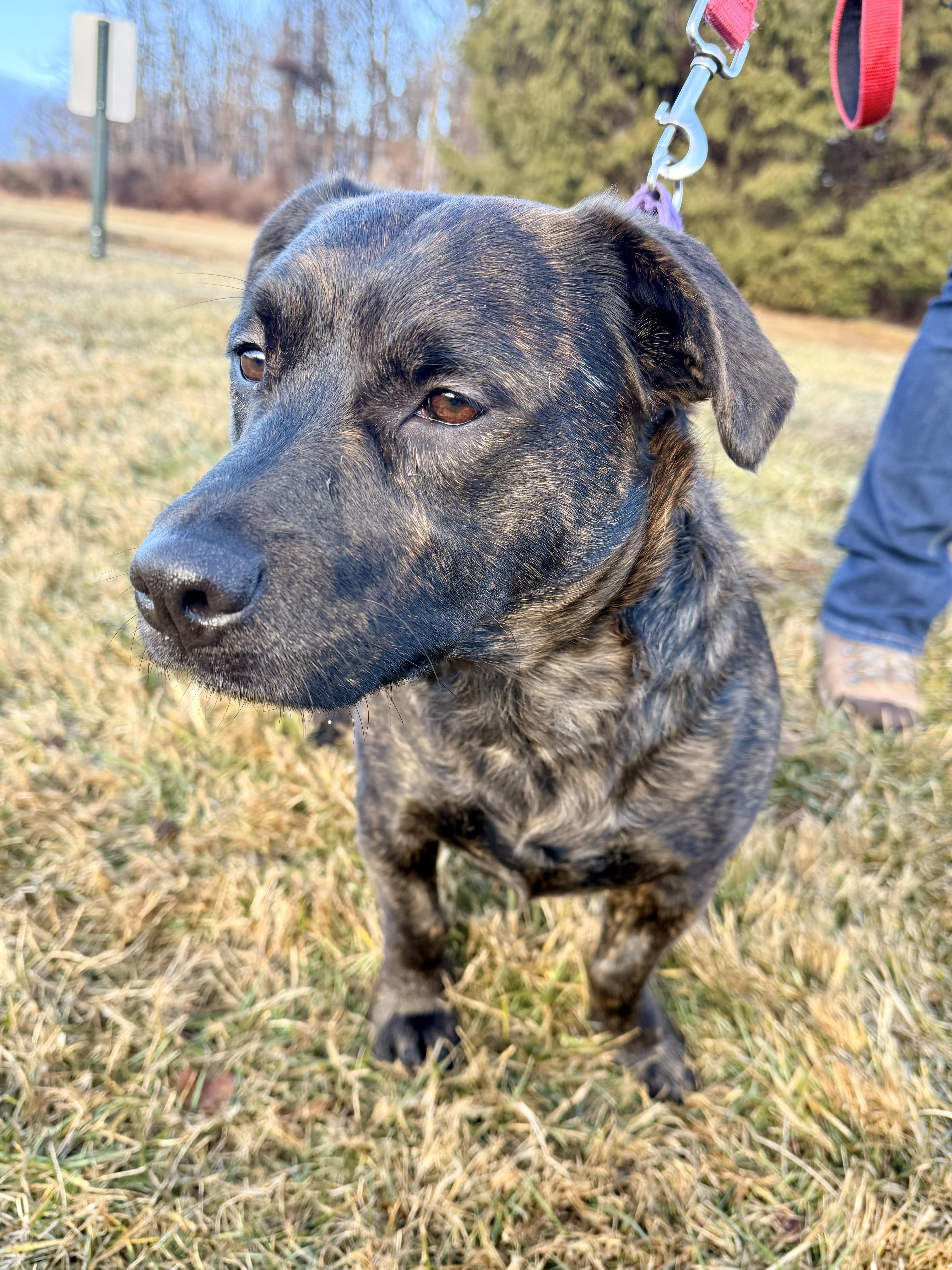Enlarge Bear & Puff, a Adoptable mixed breed in Mendham, NJ image 3/4