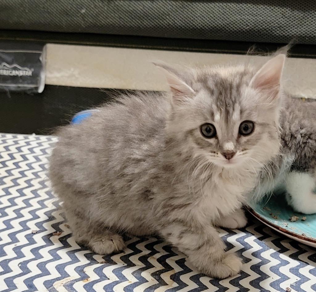 Nova, Adopted, Adult Female Maine Coon & Domestic Long Hair.