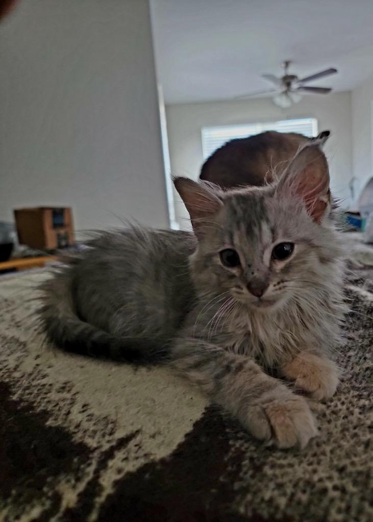 Enlarge Nova, a Adopted mixed breed in Richland Hills, TX image 2/6