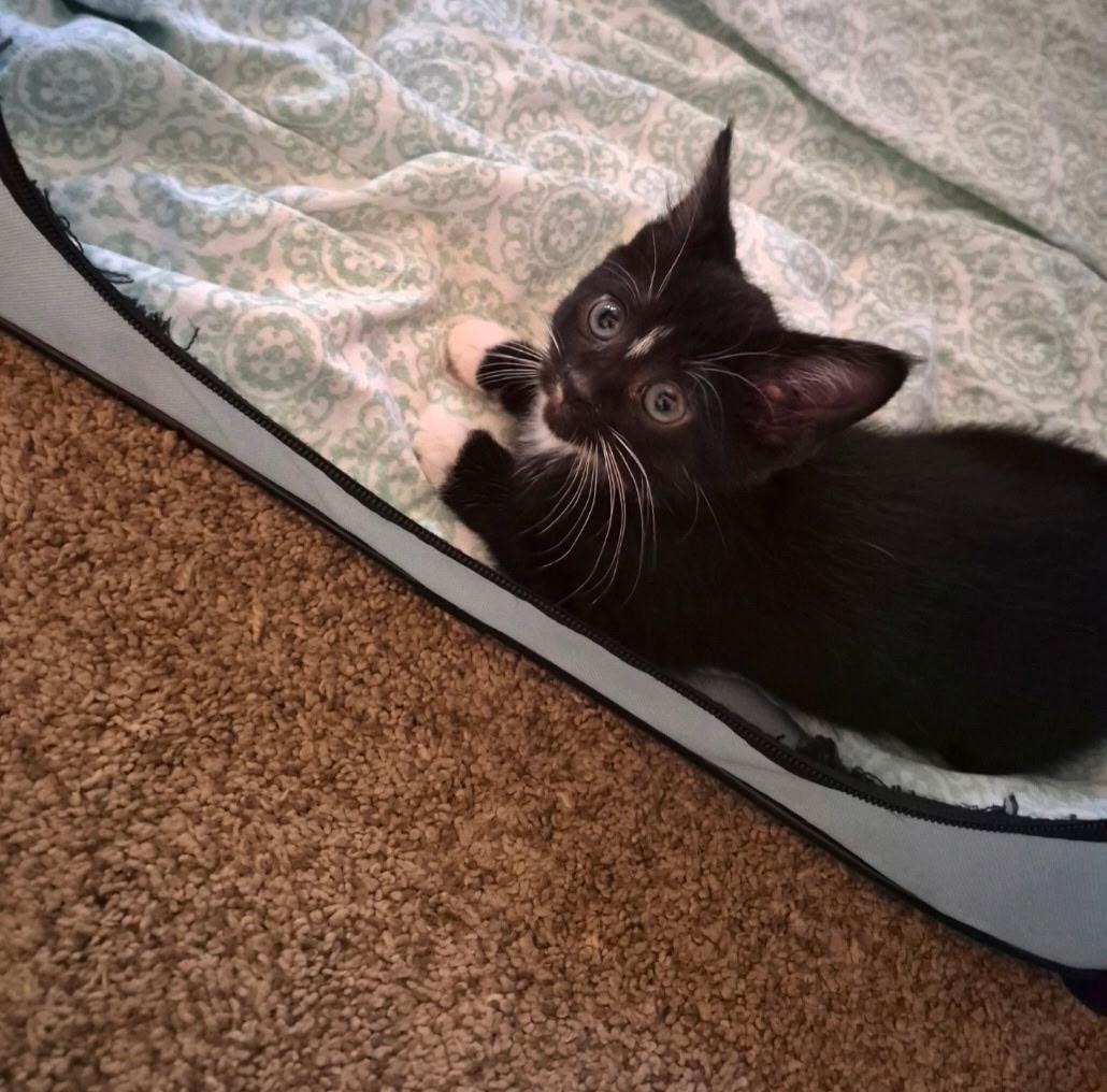 Enlarge Socks, a ADOPTABLE Tuxedo in Wadsworth, IL image 2/2